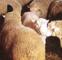 Sheep contract skin infections through contact with infected sheep, bedding, feeders, or shearing equipment.